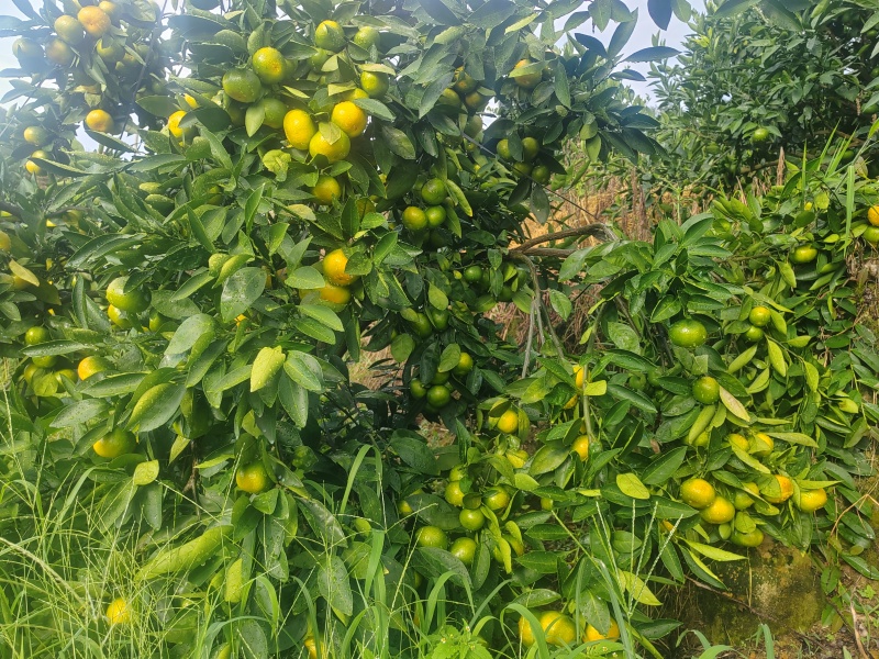 大丰1号柑橘