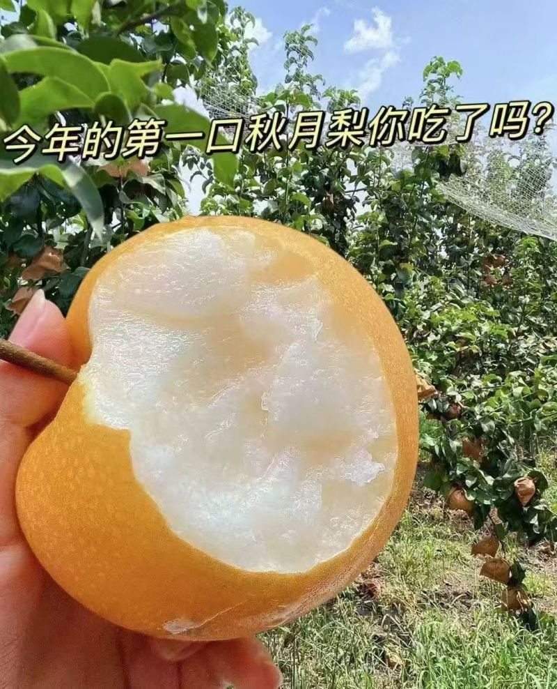 秋月梨