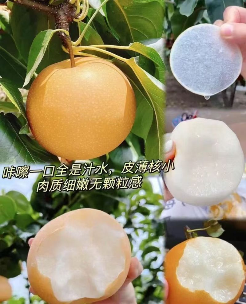 秋月梨