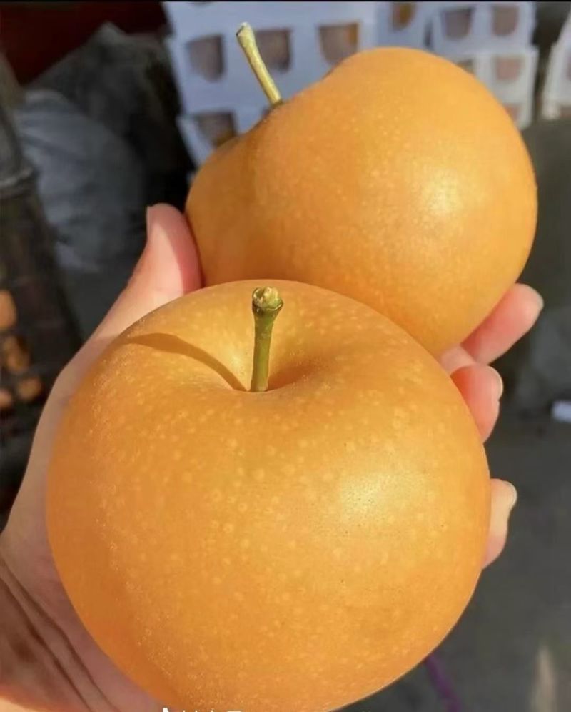 秋月梨