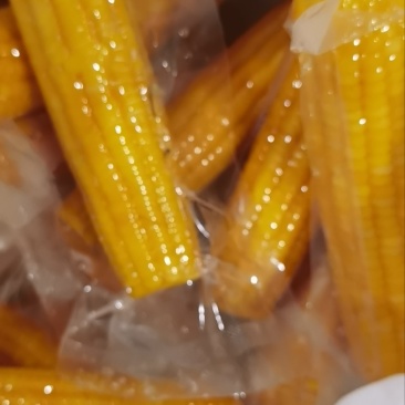 真空包装粘玉米