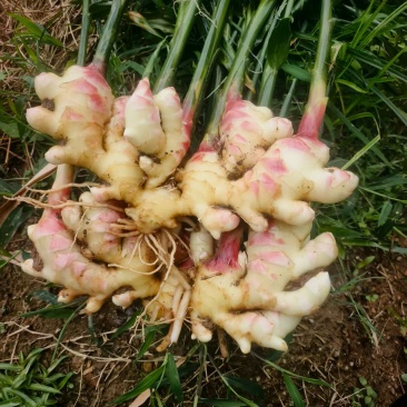 生姜现货，量大