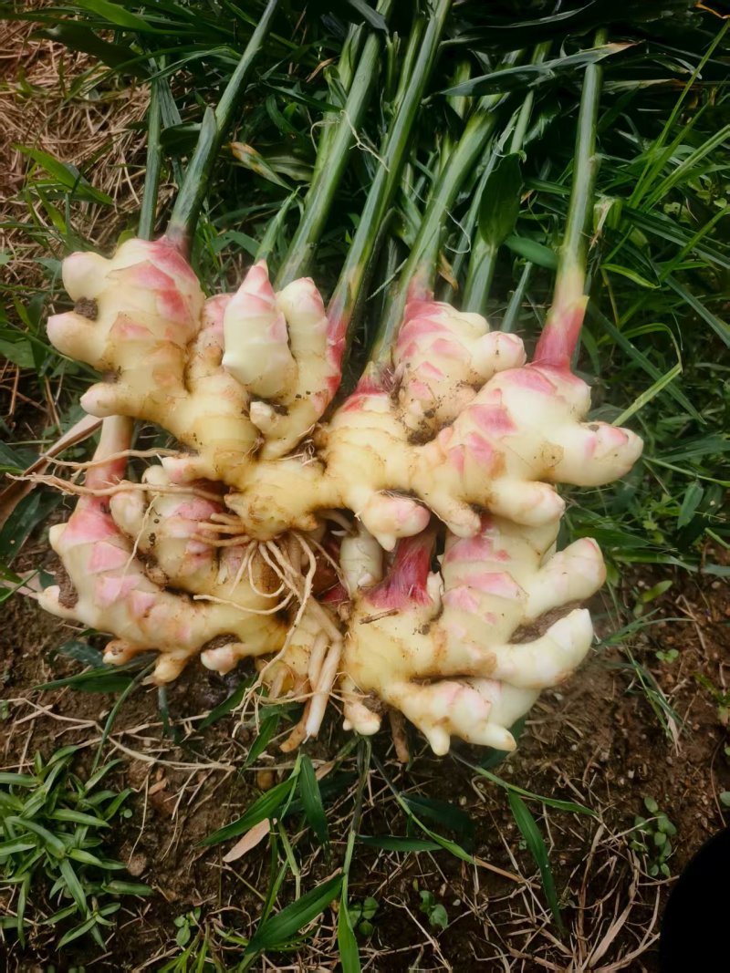 生姜现货，量大
