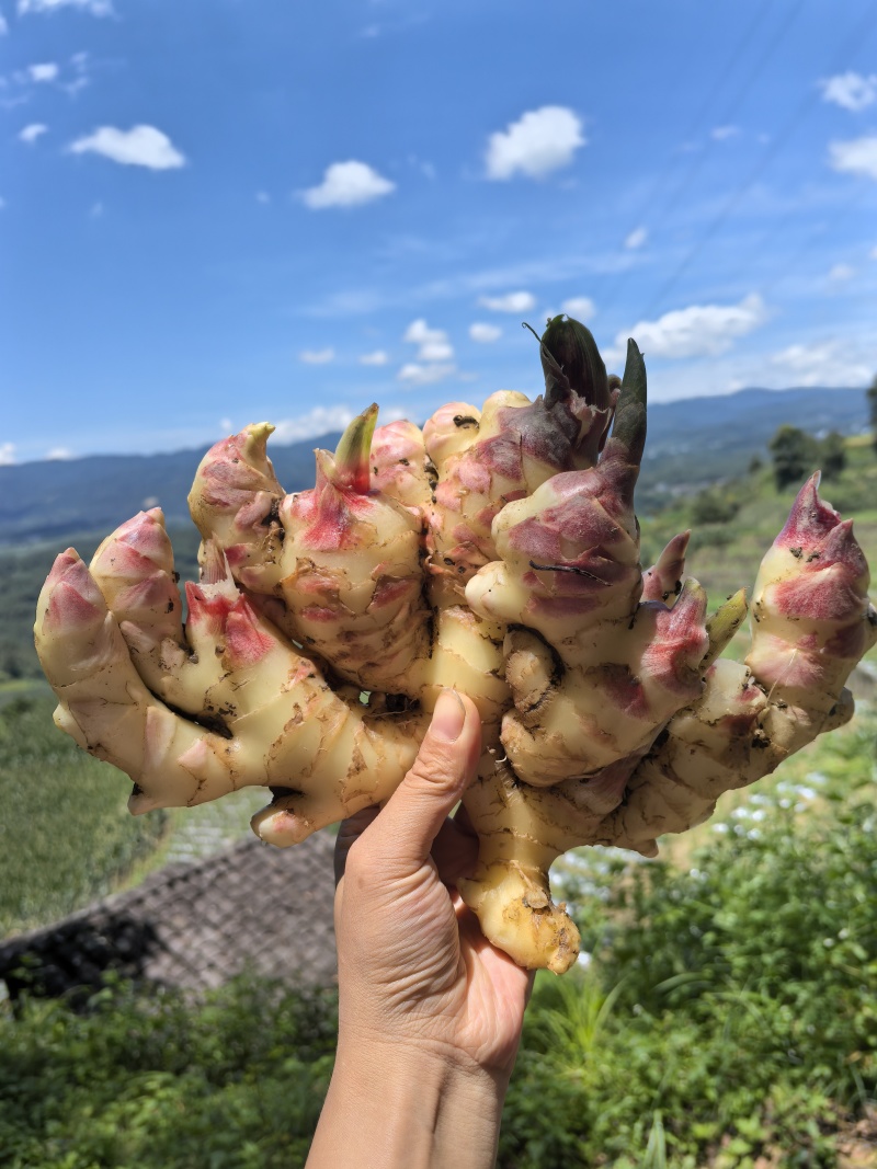生姜现货，量大
