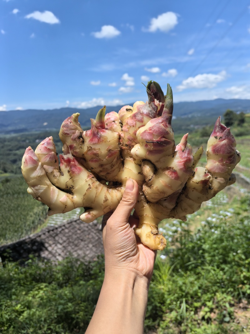 生姜现货，量大