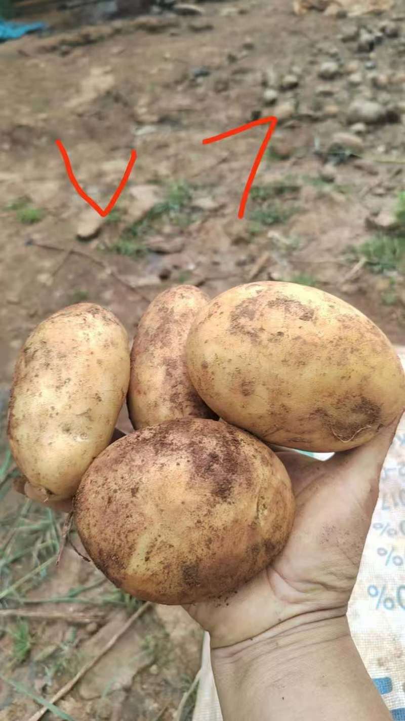 高原地区沙地土豆！