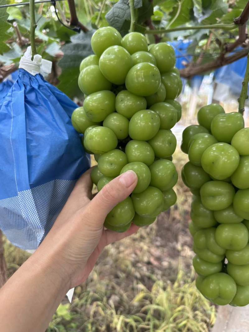 上海崇明岛阳光玫瑰