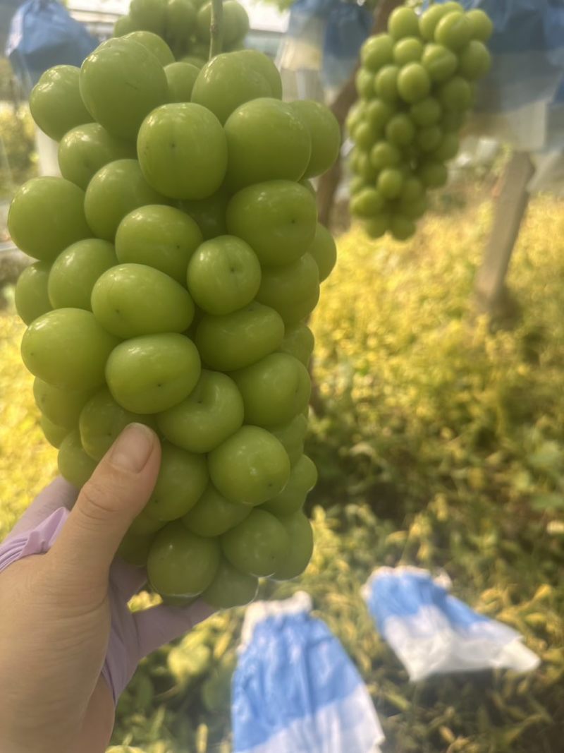 上海崇明岛阳光玫瑰