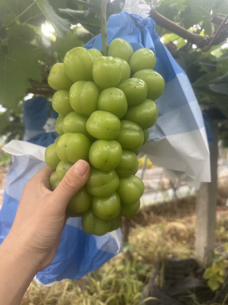 上海崇明岛阳光玫瑰