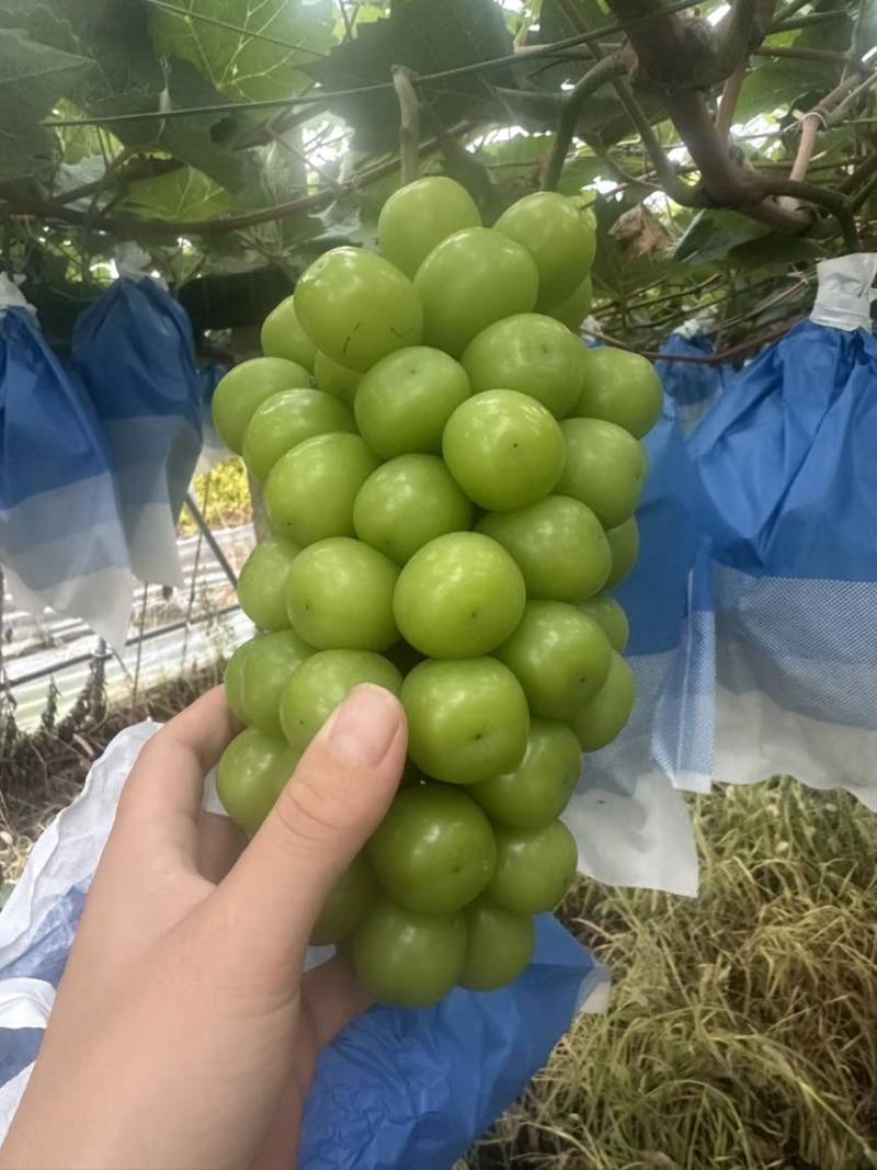 上海崇明岛阳光玫瑰