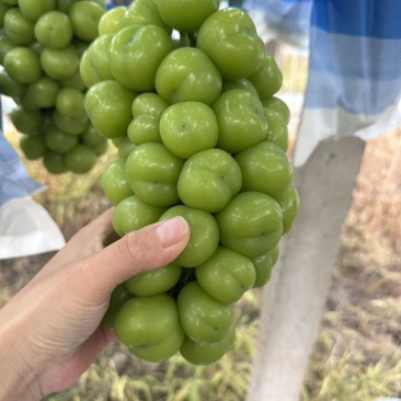 上海崇明岛阳光玫瑰