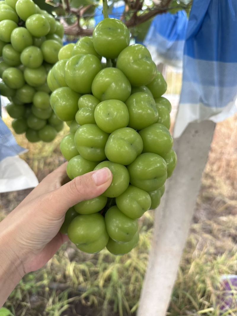 上海崇明岛阳光玫瑰