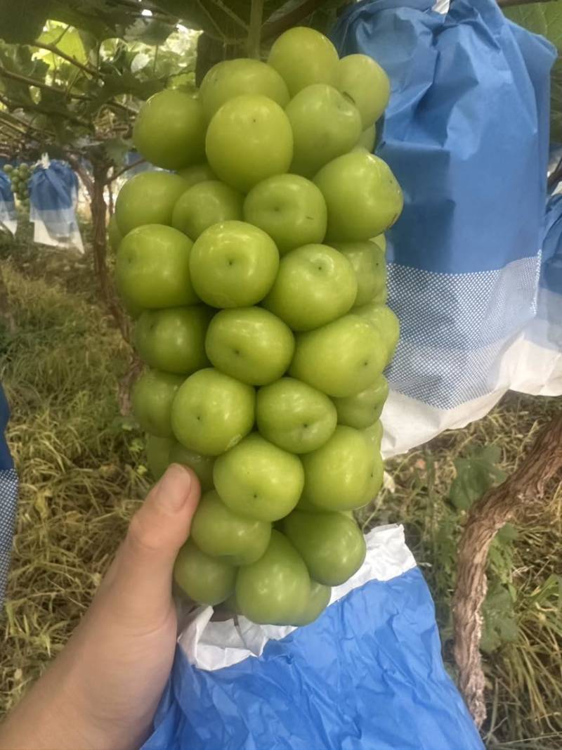上海崇明岛阳光玫瑰