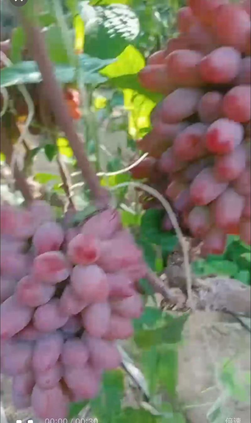 张旺葡萄茉莉香葡萄