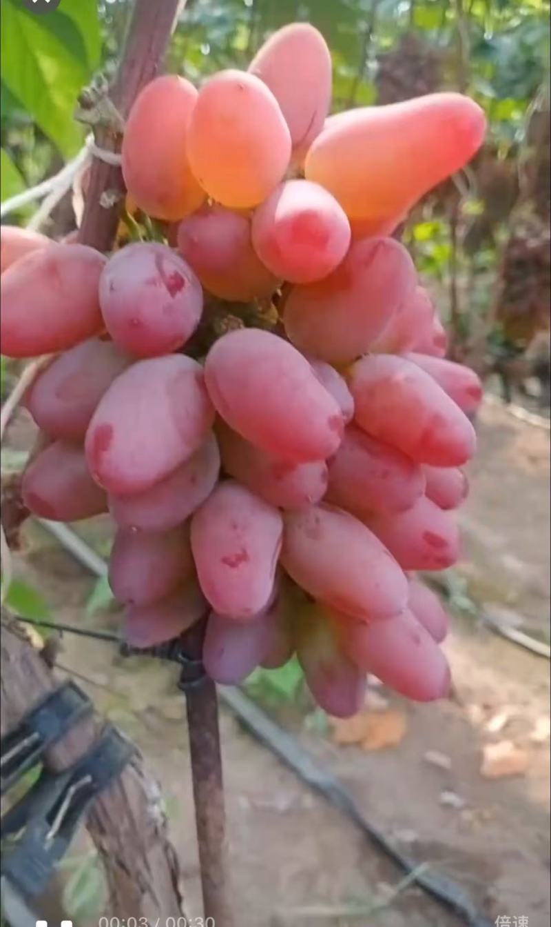 张旺葡萄茉莉香葡萄