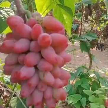张旺葡萄茉莉香葡萄
