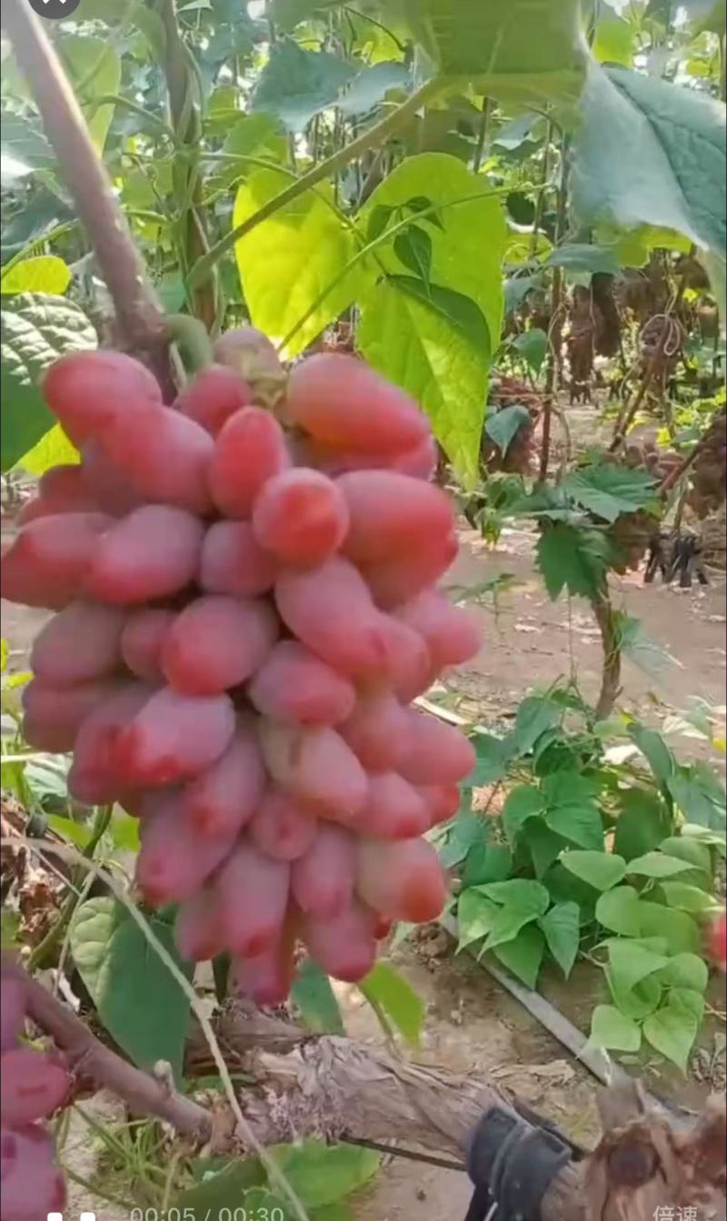 张旺葡萄茉莉香葡萄
