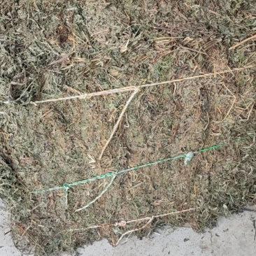 旱莲草野生旱莲草农家自采打捆旱莲草