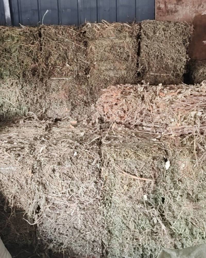 旱莲草野生旱莲草农家自采打捆旱莲草