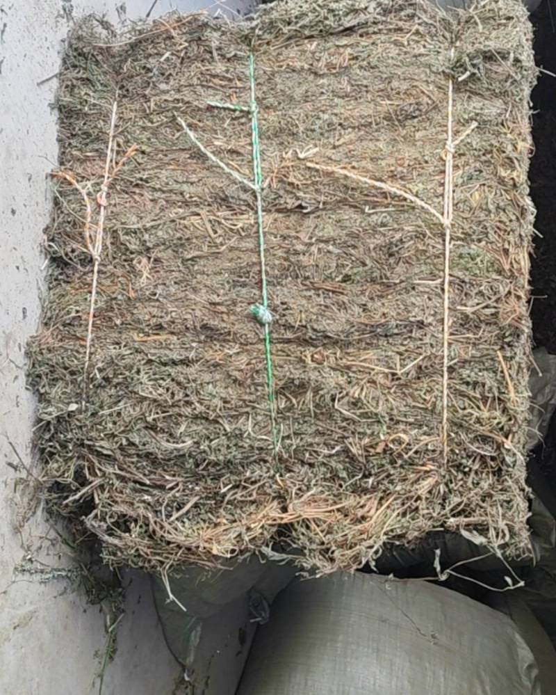 旱莲草野生旱莲草农家自采打捆旱莲草