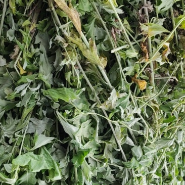艾草新鲜艾草野生艾草