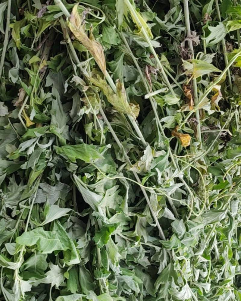 艾草新鲜艾草野生艾草