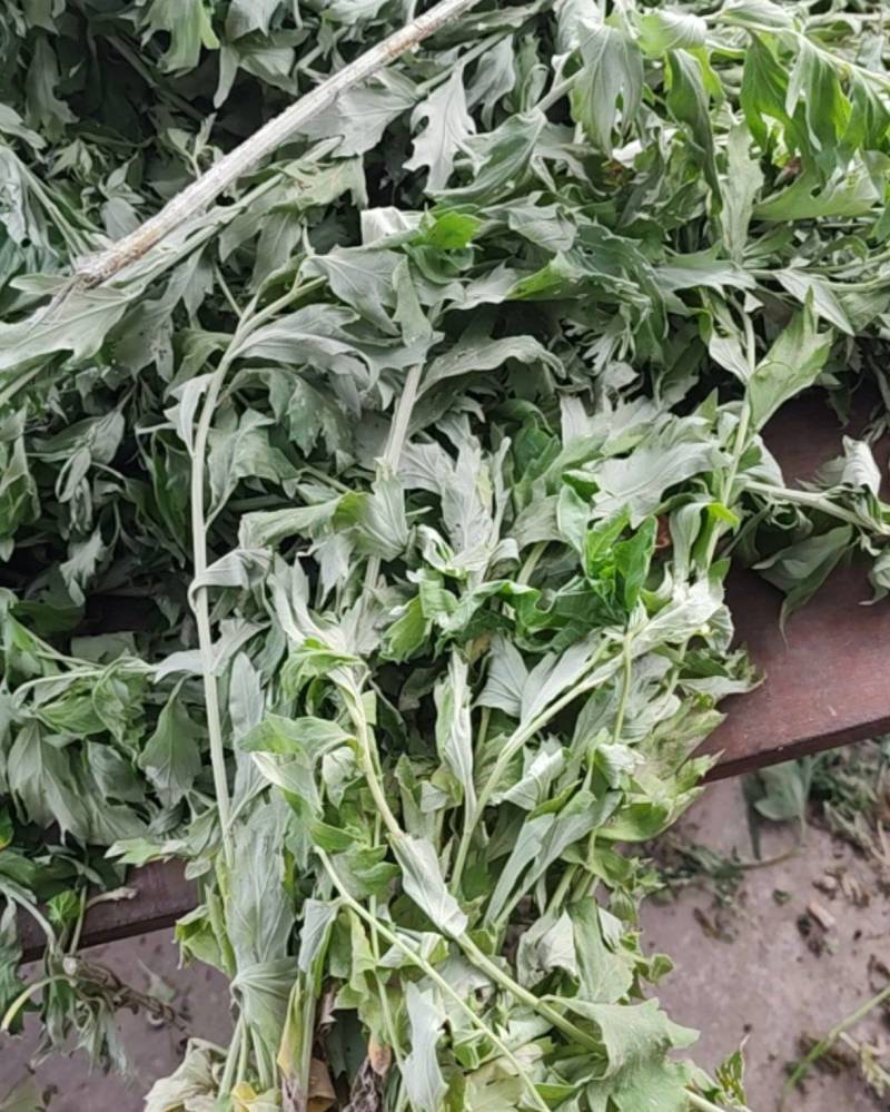 艾草新鲜艾草野生艾草