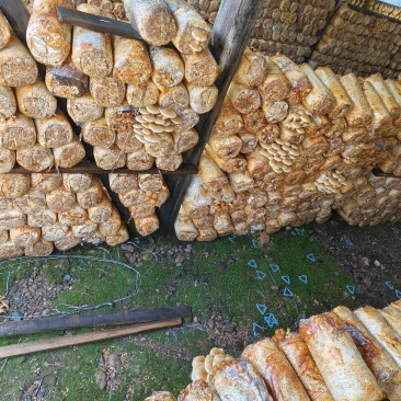 出售大量滑子菇干货