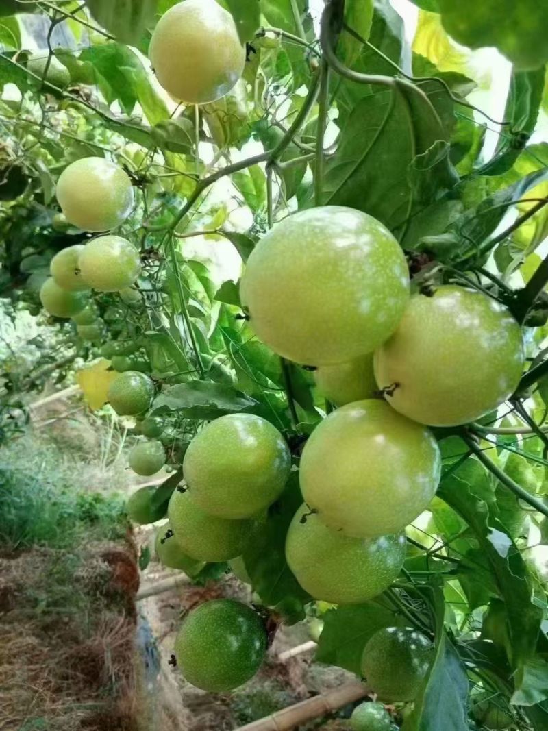 广西钦蜜9号百香果