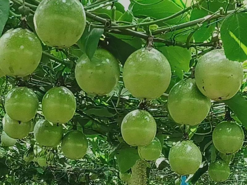 广西钦蜜9号百香果