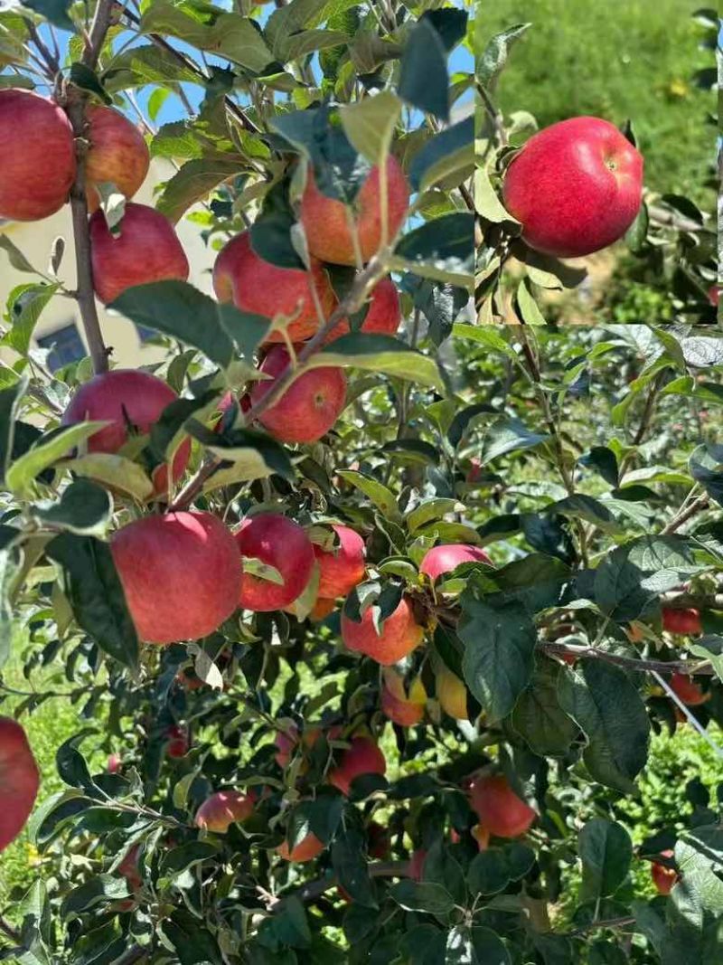 红露苹果，一件代发