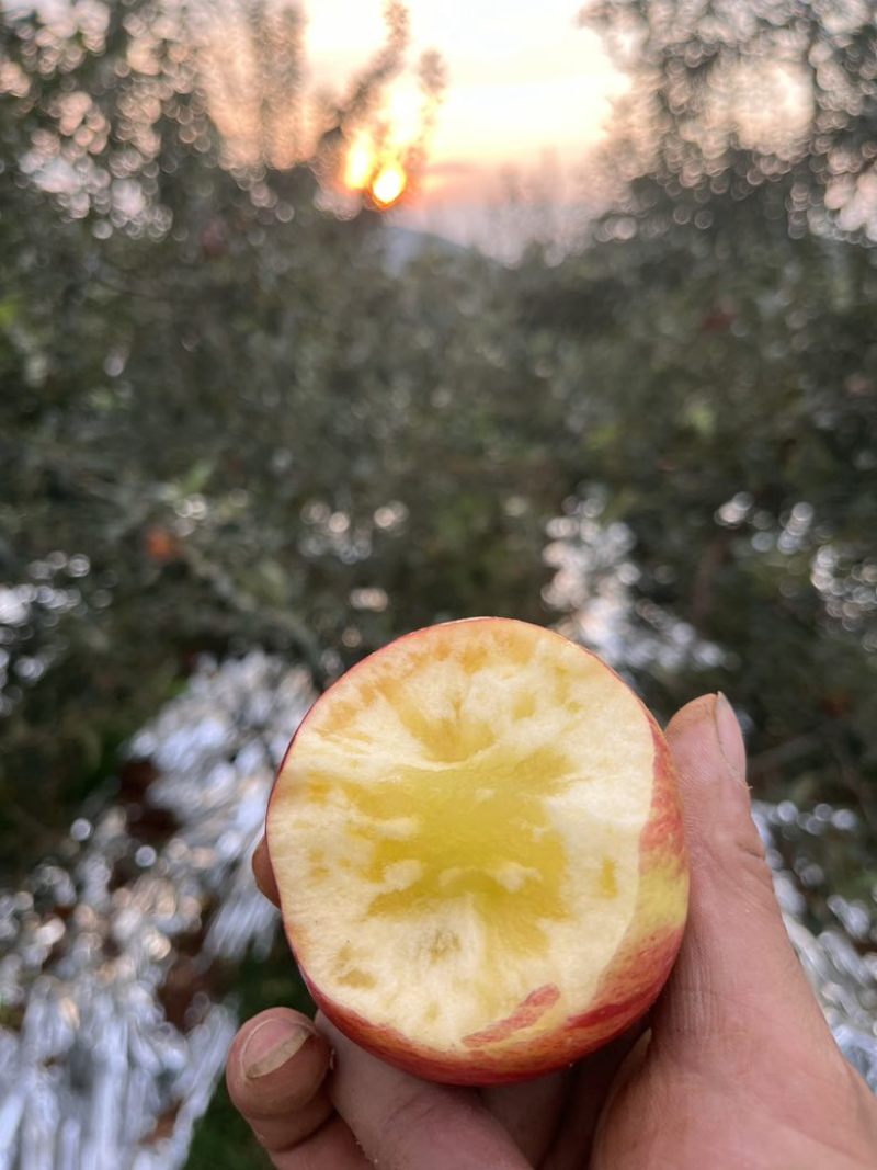 红露苹果，一件代发