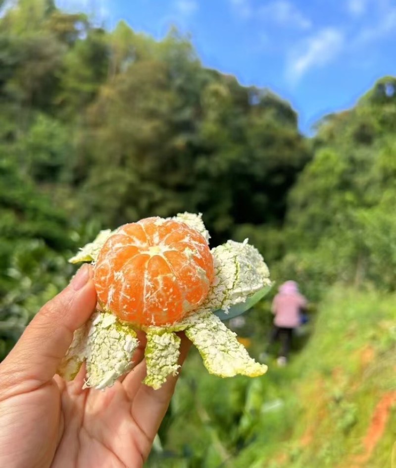 华宁蜜橘云南蜜橘皮薄多汁现摘现发量大从优欢迎致电
