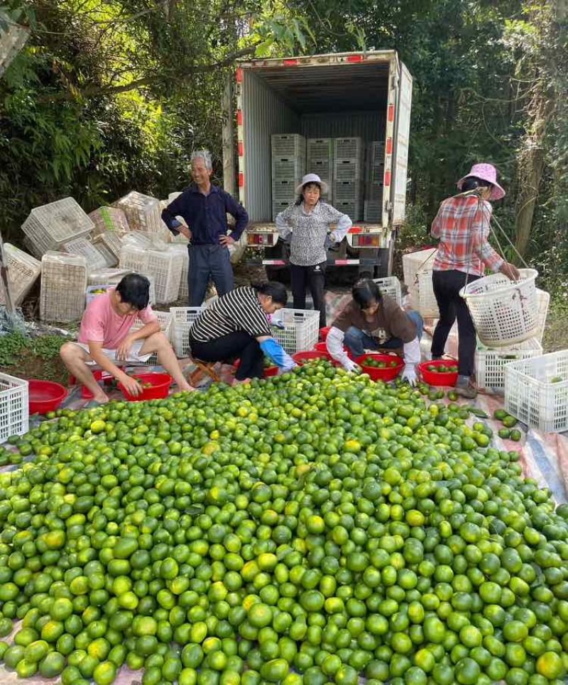华宁蜜橘云南蜜橘皮薄多汁现摘现发量大从优欢迎致电