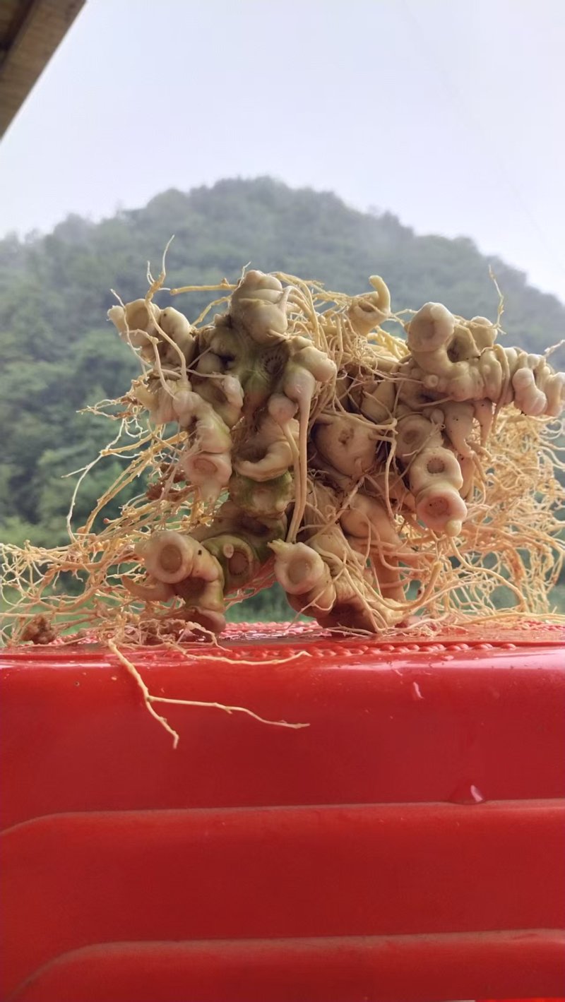 竹节参