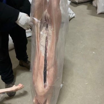 带皮山羊