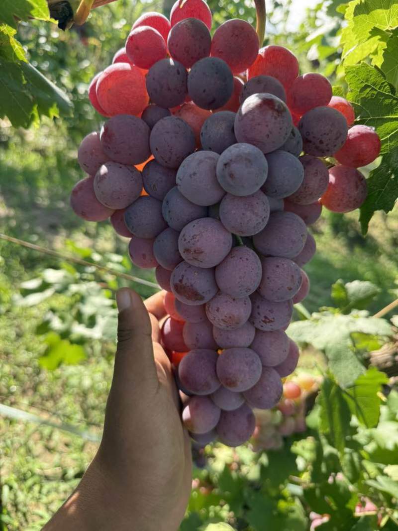 宁夏沙土地红提