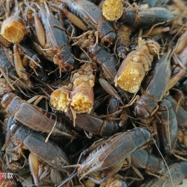 需要蟋蟀的冻货和卵