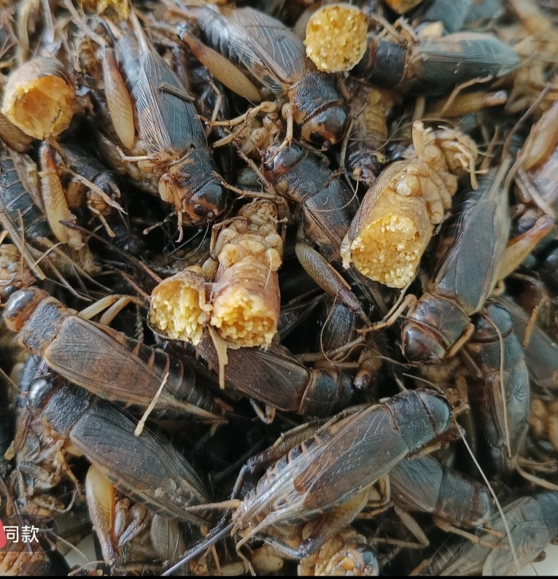 需要蟋蟀的冻货和卵