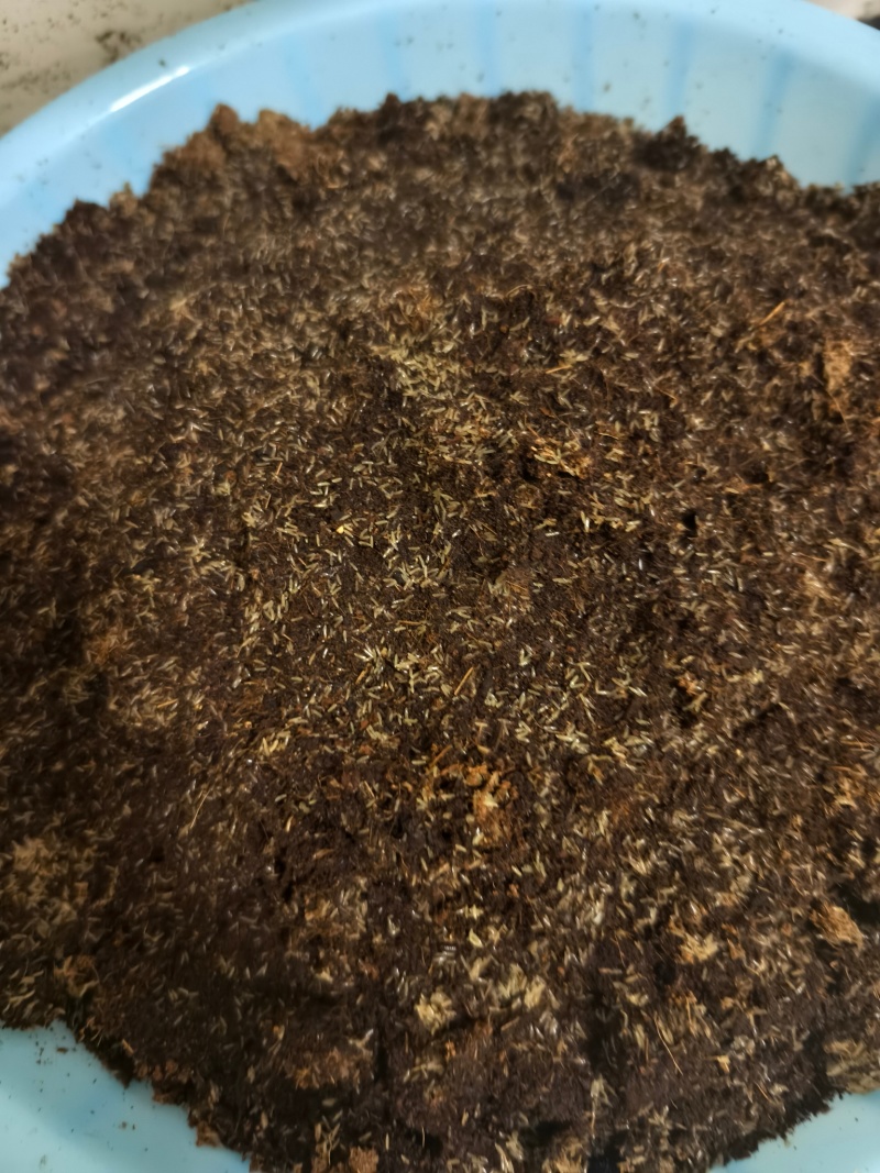 需要蟋蟀的冻货和卵