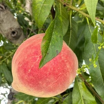蓬仙水蜜桃，30万斤，半斤起步。