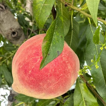 蓬仙水蜜桃，30万斤，半斤起步。