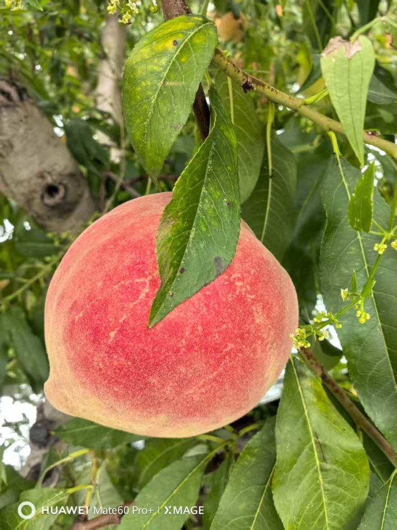 蓬仙水蜜桃，30万斤，半斤起步。