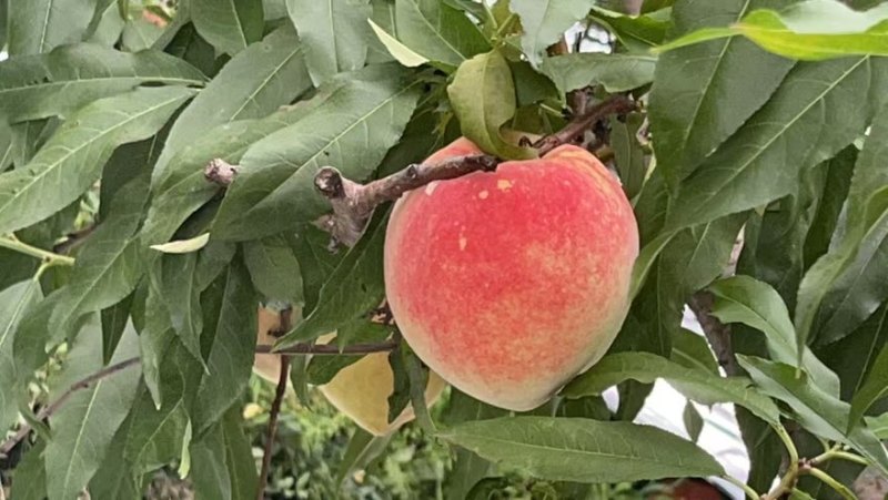 蓬仙水蜜桃，30万斤，半斤起步。