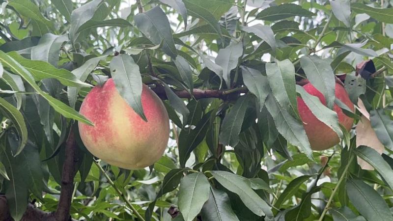 蓬仙水蜜桃，30万斤，半斤起步。