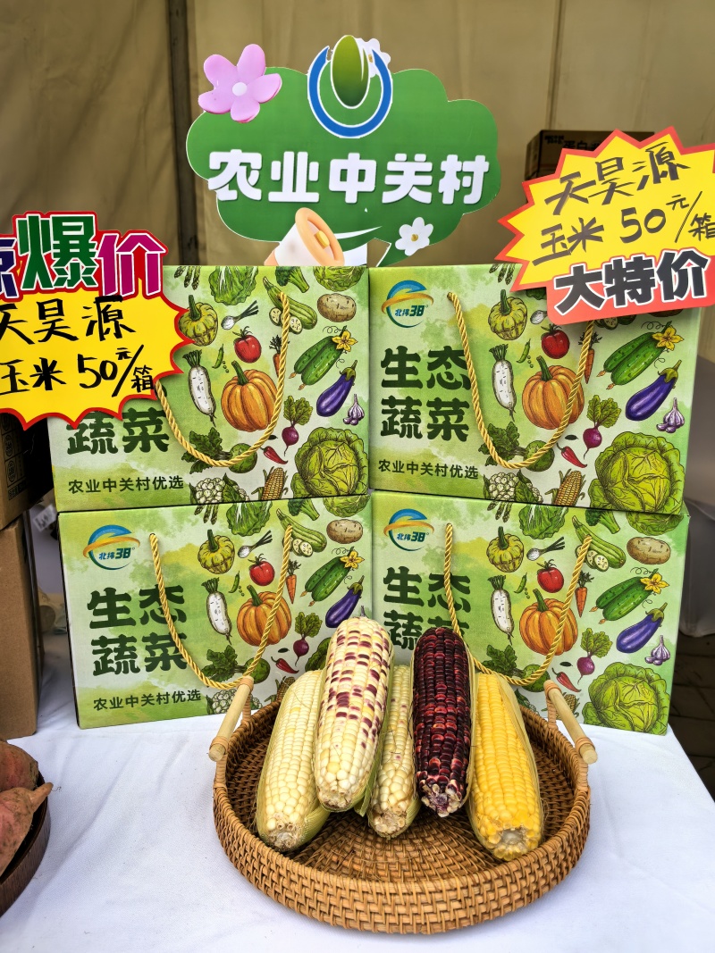 平谷数智农场鲜食玉米品种农科糯336