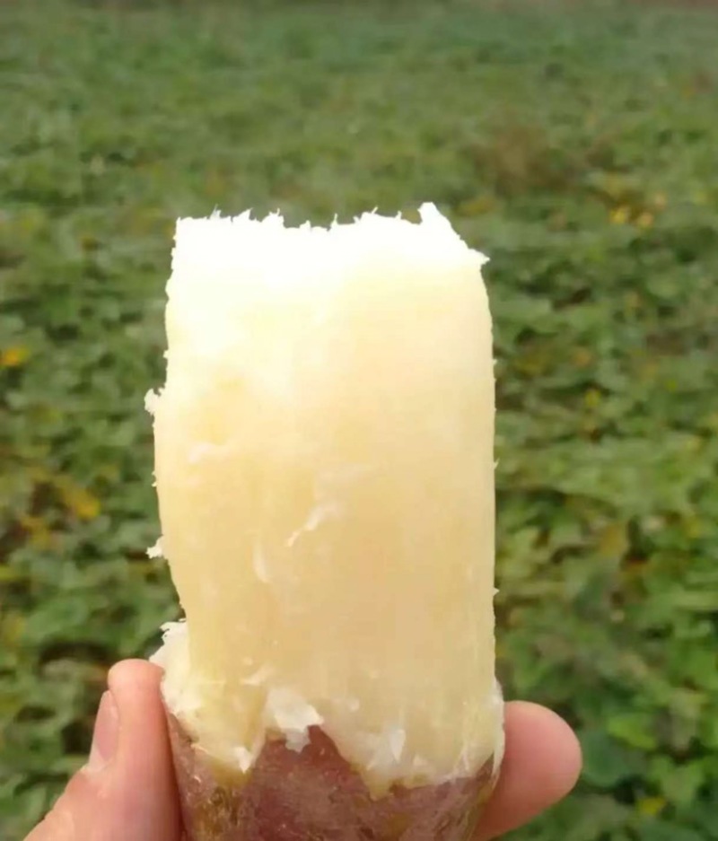 冰糖心白哈密红薯