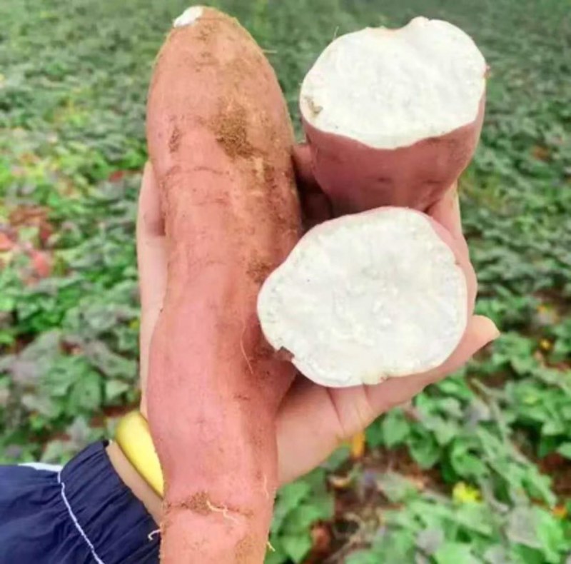 冰糖心白哈密红薯