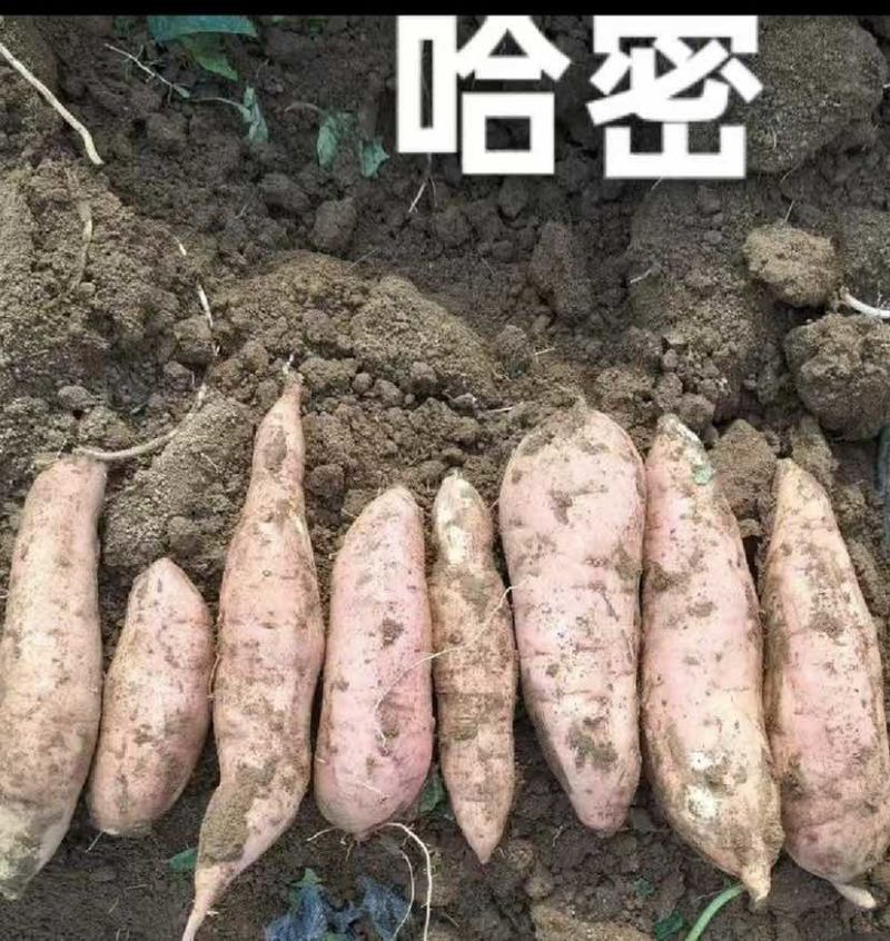 冰糖心白哈密红薯