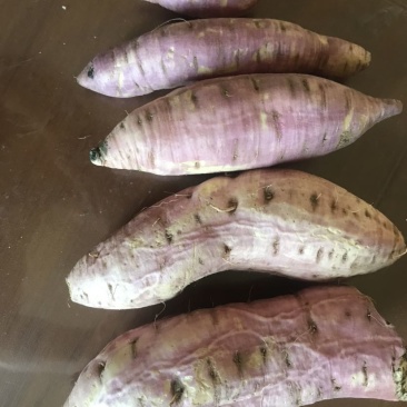 冰糖心白哈密红薯